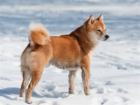 Les chiens à l'opéra